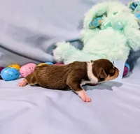 Dan, a male Rat Terrier for sale in Jerusalem, OH – Photo 2 of 10