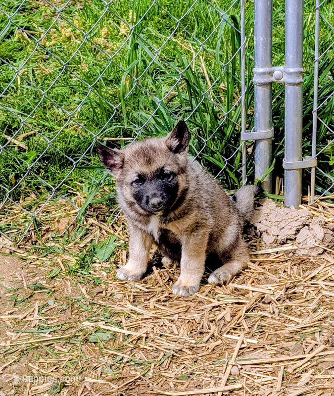 AKC - Orange – Norwegian Elkhound puppy for sale in Jerusalem, OH