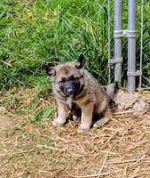 AKC - Orange, a male Norwegian Elkhound for sale in Jerusalem, OH – 1 of 2