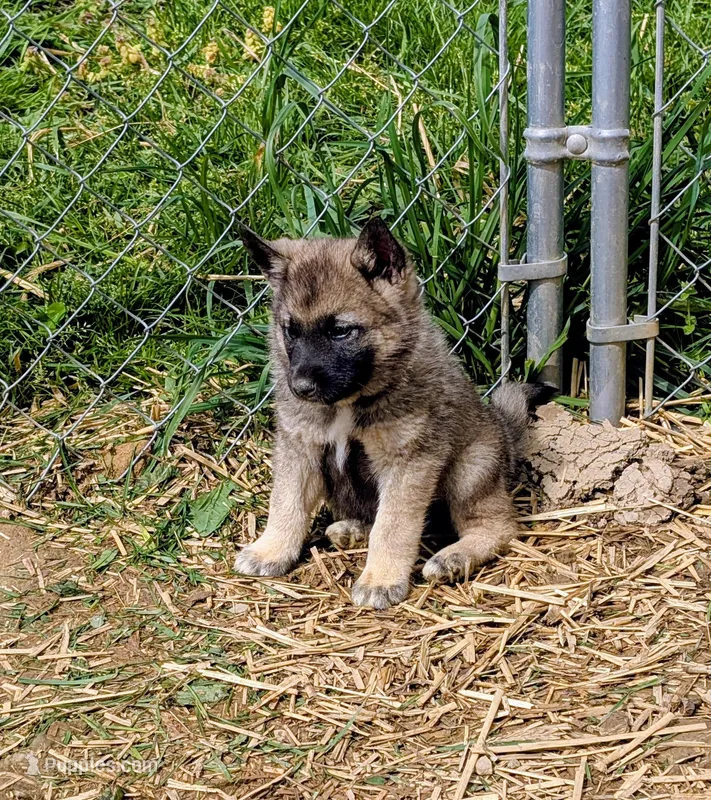 AKC - Orange – Norwegian Elkhound puppy for sale in Jerusalem, OH