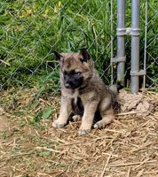 AKC - Orange, a male Norwegian Elkhound for sale in Jerusalem, OH – 2 of 2