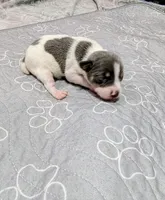 Jim, a male Rat Terrier for sale in Jerusalem, OH – 8 of 9