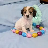 Ricki, a female Chinese Crested and Miniature Dachshund for sale in Jerusalem, OH – Photo 1 of 9
