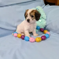 Ricki, a female Chinese Crested and Miniature Dachshund for sale in Jerusalem, OH – Photo 9 of 9