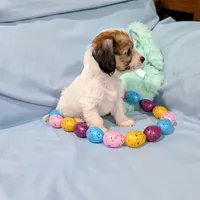 Ricki, a female Chinese Crested and Miniature Dachshund for sale in Jerusalem, OH – Photo 6 of 9