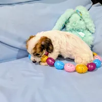 Ricki, a female Chinese Crested and Miniature Dachshund for sale in Jerusalem, OH – Photo 7 of 9