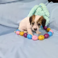 Ricki, a female Chinese Crested and Miniature Dachshund for sale in Jerusalem, OH – Photo 8 of 9