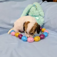Ricki, a female Chinese Crested and Miniature Dachshund for sale in Jerusalem, OH – Photo 5 of 9