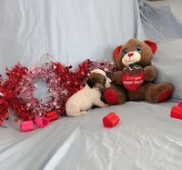 Ricki, a female Chinese Crested and Miniature Dachshund for sale in Jerusalem, OH – Photo 5 of 6