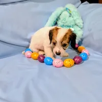 Ricki, a female Chinese Crested and Miniature Dachshund for sale in Jerusalem, OH – Photo 3 of 9