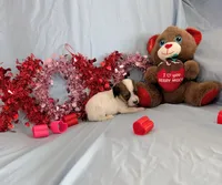 Ricki, a female Chinese Crested and Miniature Dachshund for sale in Jerusalem, OH – Photo 4 of 6