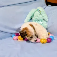 Ricki, a female Chinese Crested and Miniature Dachshund for sale in Jerusalem, OH – Photo 4 of 9