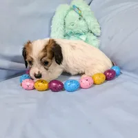 Ricki, a female Chinese Crested and Miniature Dachshund for sale in Jerusalem, OH – Photo 2 of 9