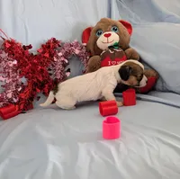 Ricki, a female Chinese Crested and Miniature Dachshund for sale in Jerusalem, OH – Photo 2 of 6