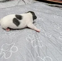 Jessica - TRT , a female Rat Terrier for sale in Jerusalem, OH – 3 of 10