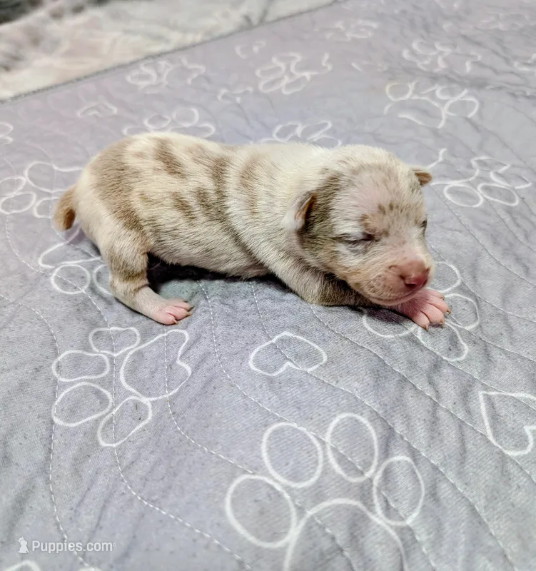 Latka – Rat Terrier puppy for sale in Jerusalem, OH