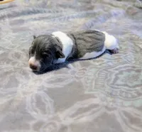 Bailey - TRT, a female Rat Terrier for sale in Jerusalem, OH – 2 of 8