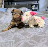 Gibbs, a male Rat Terrier for sale in Jerusalem, OH – 1 of 10