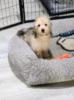 Steve, a male Chinese Crested and Miniature Dachshund for sale in Jerusalem, OH – 3 of 5