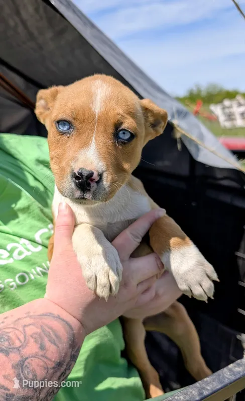 Esther, a female Siberian Husky and American Pit Bull Terrier for sale in Jerusalem, OH – 1 of 2