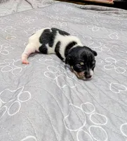 Donna - TRT, a female Rat Terrier for sale in Jerusalem, OH – 6 of 10