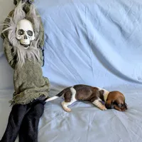 Scooter, a male Miniature Dachshund for sale in Jerusalem, OH – 4 of 5