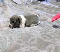 AKC - Bailey - TRT, a female Rat Terrier for sale in Jerusalem, OH – 5 of 10