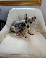 Harry , a male Rat Terrier for sale in Jerusalem, OH – 10 of 10