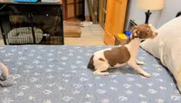 Ziva - Rat Terrier , a female Rat Terrier for sale in Jerusalem, OH – 10 of 10