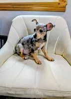 Harry , a male Rat Terrier for sale in Jerusalem, OH – 7 of 10