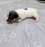 Jessica - TRT , a female Rat Terrier for sale in Jerusalem, OH – 9 of 10