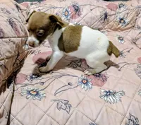 ZIVA, a female Rat Terrier for sale in Jerusalem, OH – 2 of 6