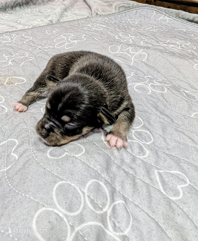 Elaine  – Rat Terrier puppy for sale in Jerusalem, OH