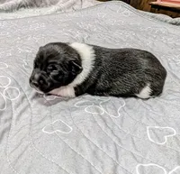 Kelly , a female Rat Terrier for sale in Jerusalem, OH – 2 of 9