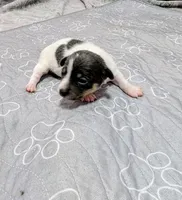 Jessica - TRT , a female Rat Terrier for sale in Jerusalem, OH – 6 of 10