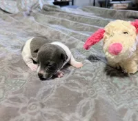 AKC - Bailey - TRT, a female Rat Terrier for sale in Jerusalem, OH – 9 of 10