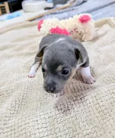 Annabelle - Rat Terrier , a female Rat Terrier for sale in Jerusalem, OH – 5 of 10