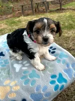 Purple, a female Yorkshire Terrier for sale in Easley, SC – Photo 4 of 5