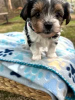 Purple, a female Yorkshire Terrier for sale in Easley, SC – Photo 3 of 5