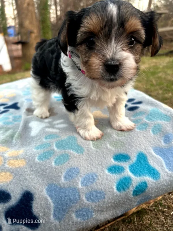 Purple – Yorkshire Terrier puppy for sale in Easley, SC