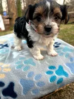 Purple, a female Yorkshire Terrier for sale in Easley, SC – Photo 1 of 5