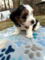 White, a male Yorkshire Terrier for sale in Easley, SC – Photo 1 of 4