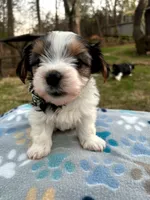 White, a male Yorkshire Terrier for sale in Easley, SC – Photo 4 of 4