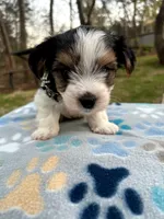 White, a male Yorkshire Terrier for sale in Easley, SC – Photo 2 of 4