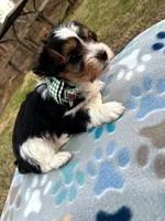 Blue, a male Yorkshire Terrier for sale in Easley, SC – Photo 4 of 4