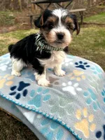 Blue, a male Yorkshire Terrier for sale in Easley, SC – Photo 3 of 4