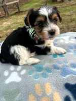 Blue, a male Yorkshire Terrier for sale in Easley, SC – Photo 2 of 4