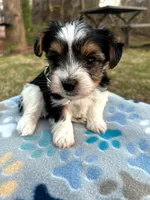 Blue, a male Yorkshire Terrier for sale in Easley, SC – Photo 1 of 4