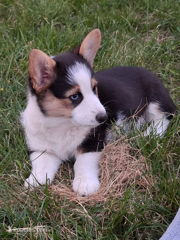 Ziggy – Pembroke Welsh Corgi puppy for sale in Spokane, WA