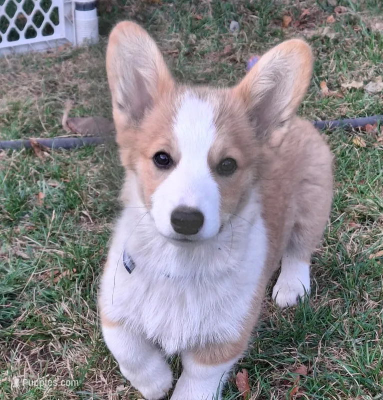 Oscar – Pembroke Welsh Corgi puppy for sale in Spokane, WA